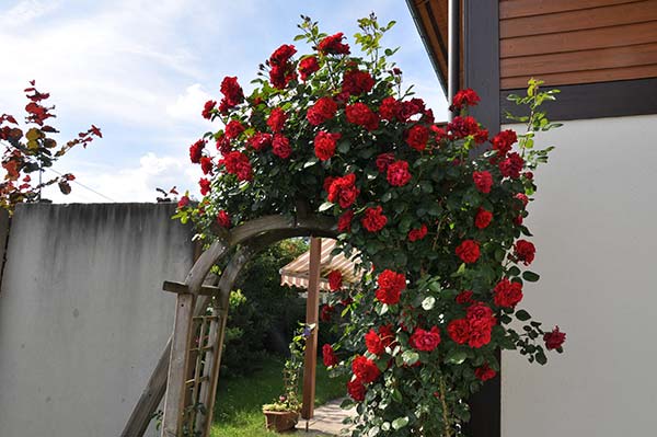 rosenbogen